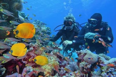 Two scuba divers on a colourful coral reef among yellow butterflyfish and shoals of small orange fish